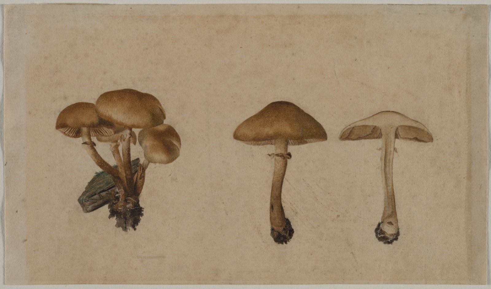 Mushrooms — Georg Wilhelm Baurenfeind (German, c. 1710–1763)