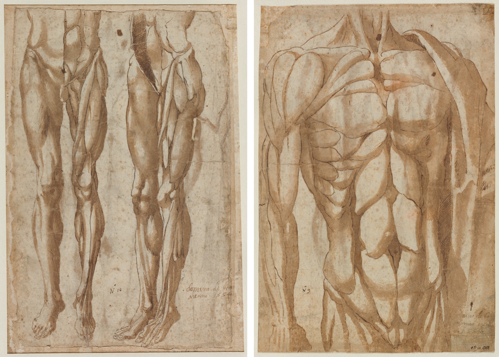 Two Studies of a Flayed Man (recto) Study of a Flayed Torso (verso) — Bartolommeo da Arezzo (Italian, active about 1550–80)