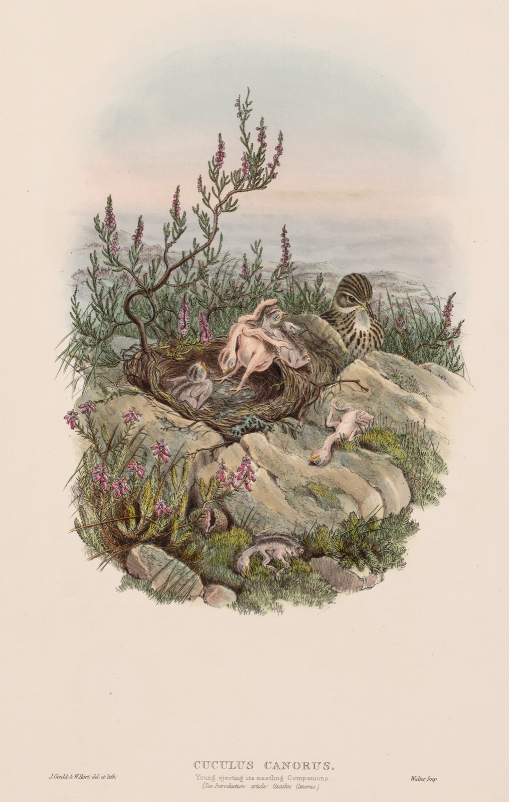 Cuculus Canorus — John Gould (British, 1804–1881)