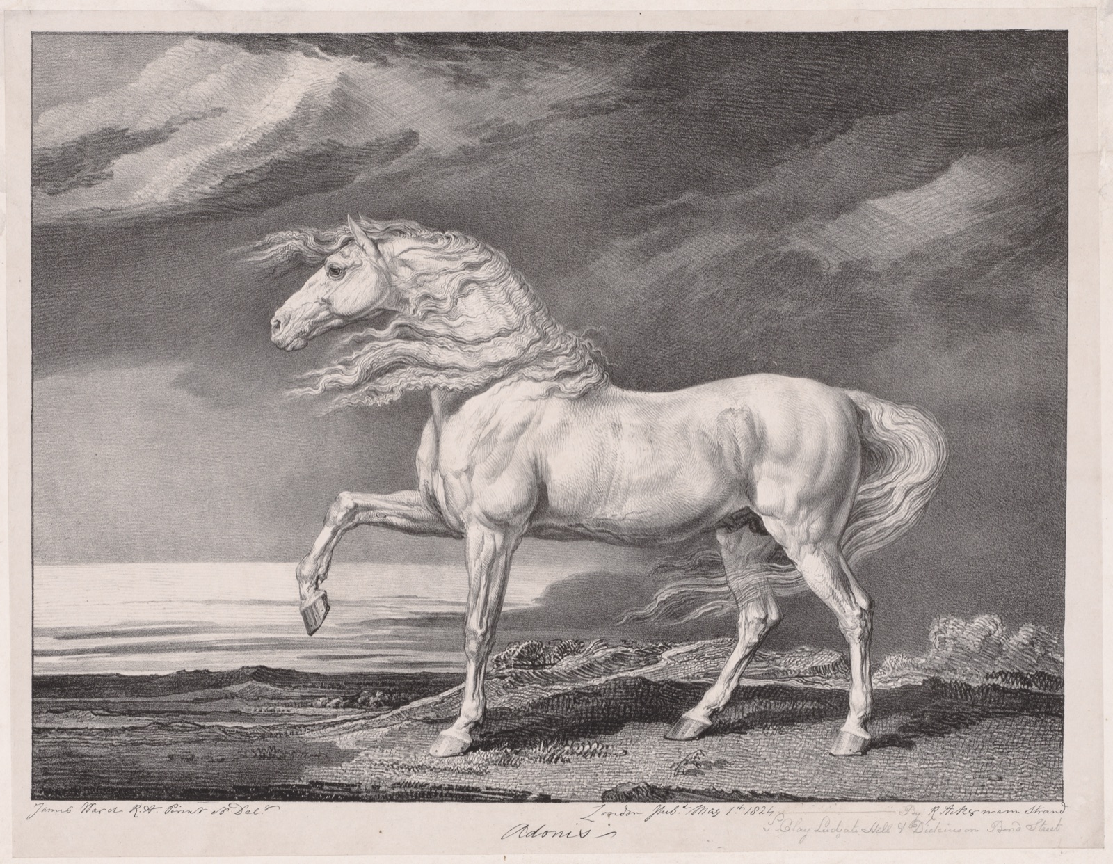 Fourteen Celebrated Horses: Adonis — James Ward (British, 1769–1859)