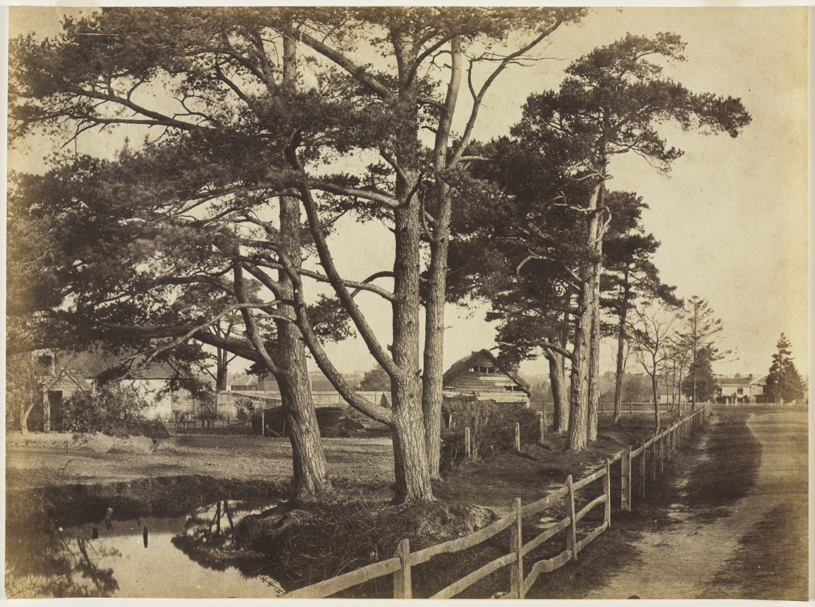 Scotch Firs, Hawkhurst — Benjamin Brecknell Turner (British, 1815–1894)