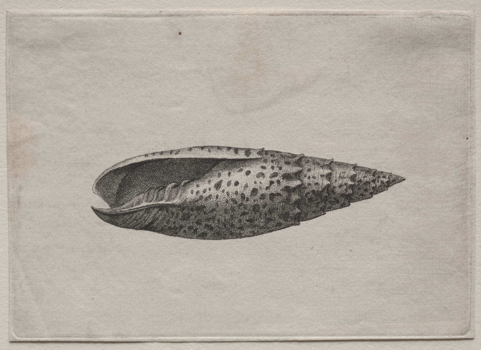 Shells: Mitra papalis L — Wenceslaus Hollar (Bohemian, 1607–1677)