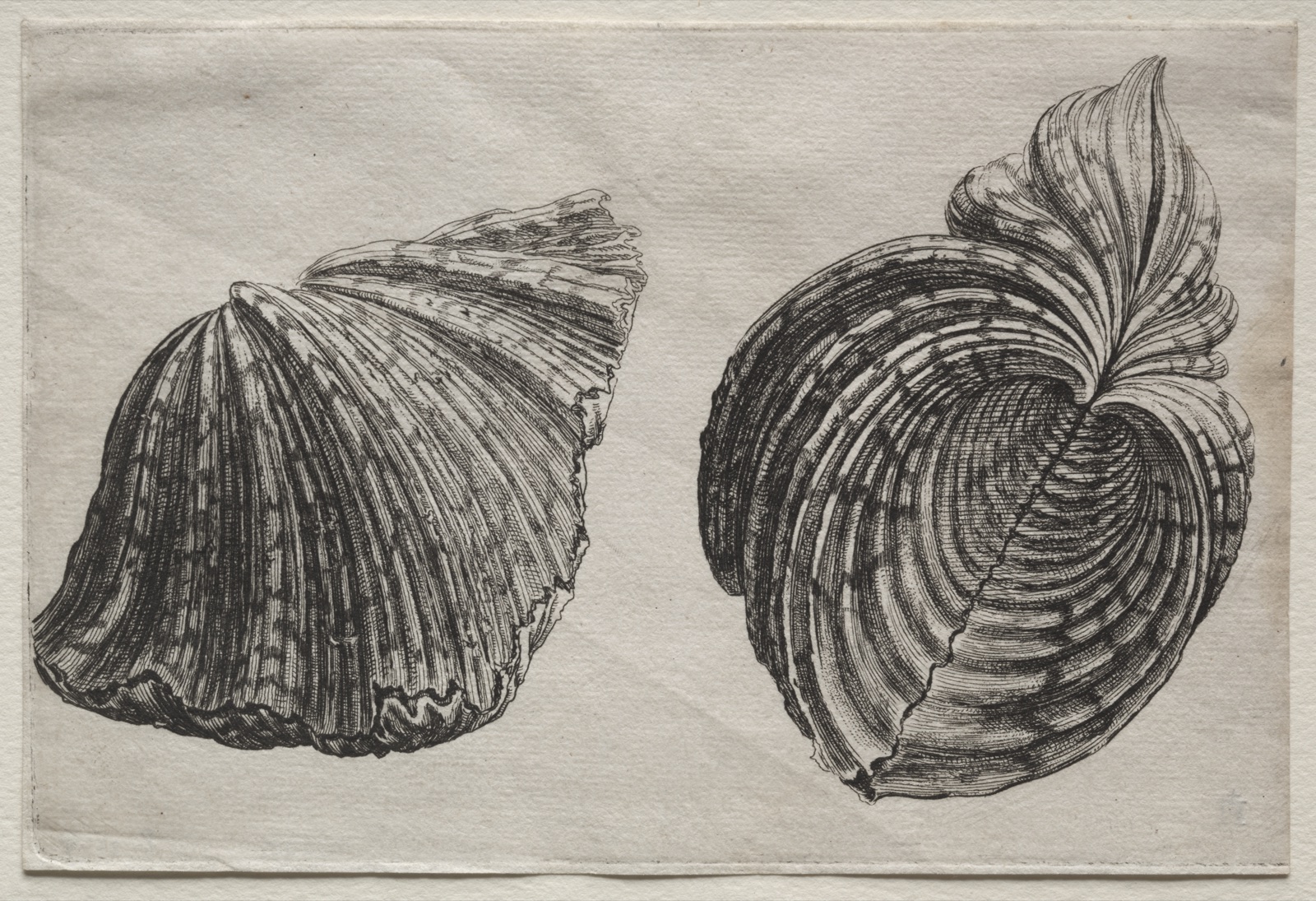 Shells: Hippopus maculatus Lam — Wenceslaus Hollar (Bohemian, 1607–1677)