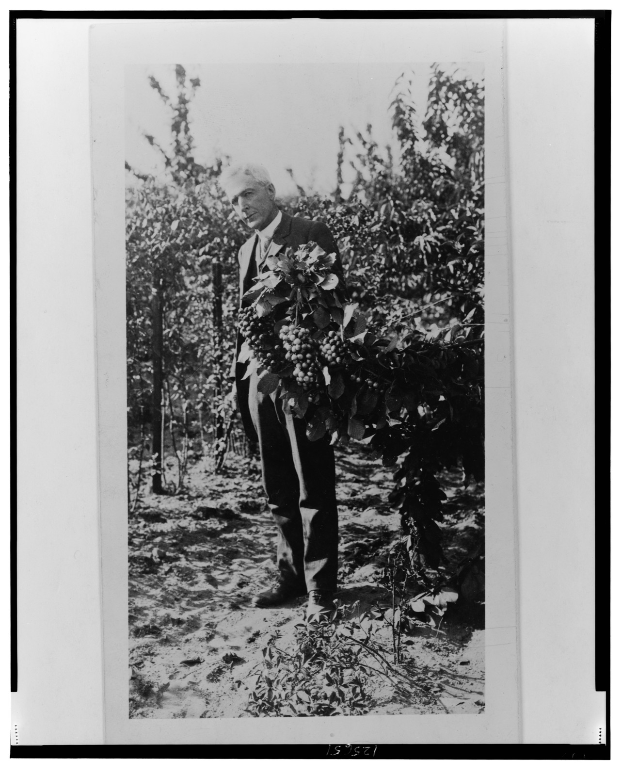 Mr. Burbank and cherry branch — Gleason, Herbert Wendell, 1855-1937