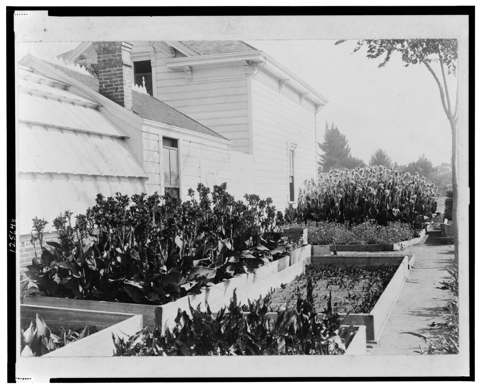[Flower beds, greenhouse, and building at the home of Luther Burbank]