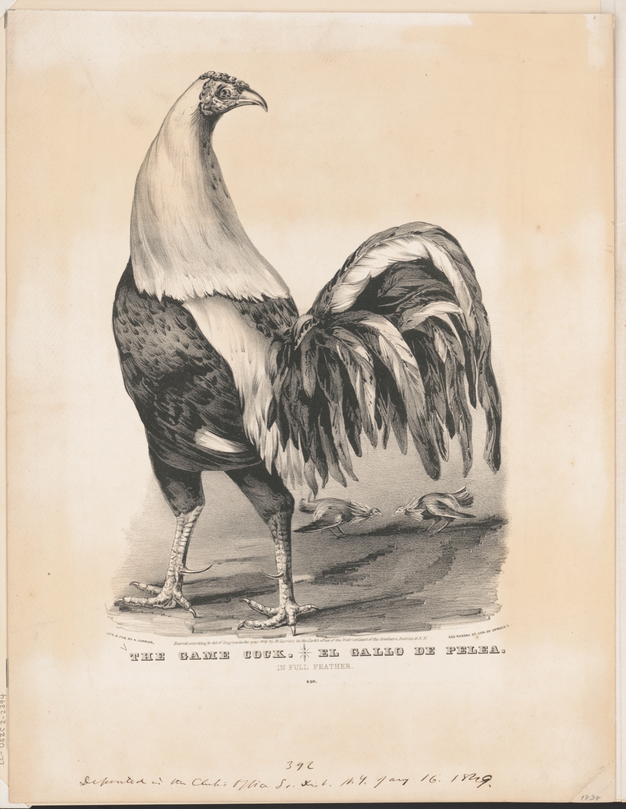 The game cock / el gallo de pelea: in full feather — N. Currier (Firm)