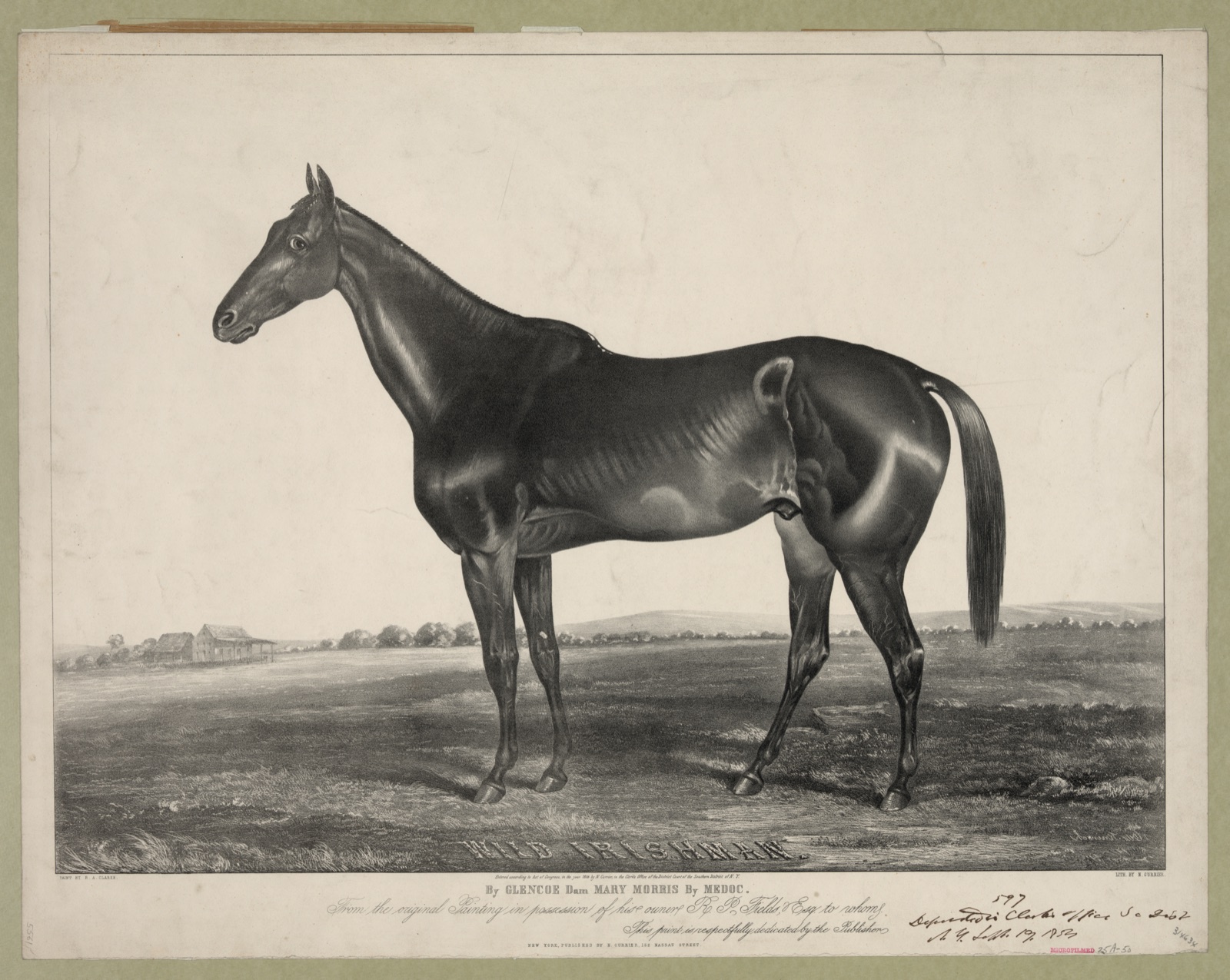 Wild Irishman — N. Currier (Firm)