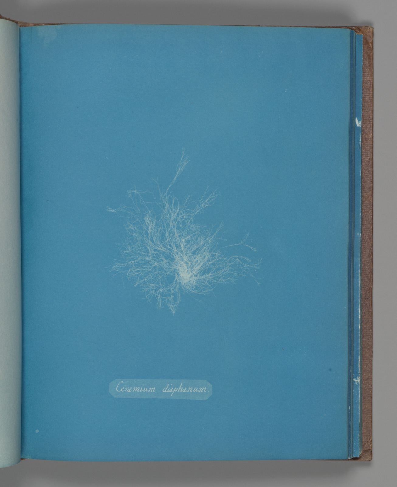 Ceramium diaphanum — Anna Atkins