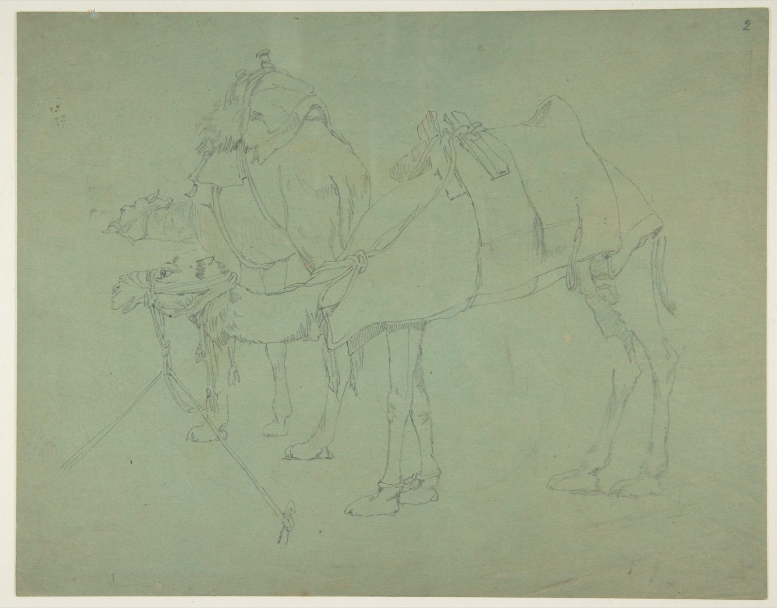 Two Camels — Anonymous, French, 19th century