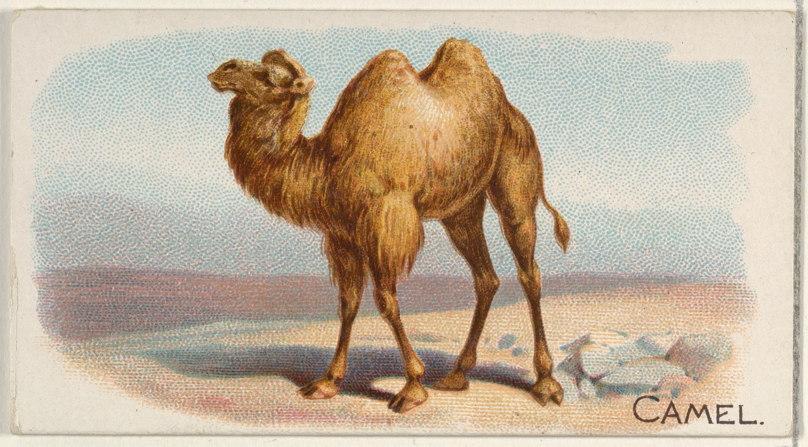Camel, from the Quadrupeds series (N21) for Allen & Ginter Cigarettes — Allen & Ginter