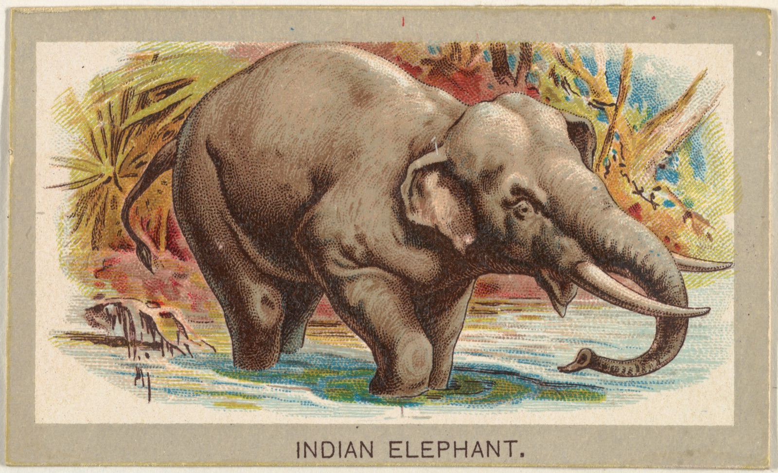 Indian Elephant, from the Animals of the World series (T180), issued by Abdul Cigarettes — Abdul Cigarettes