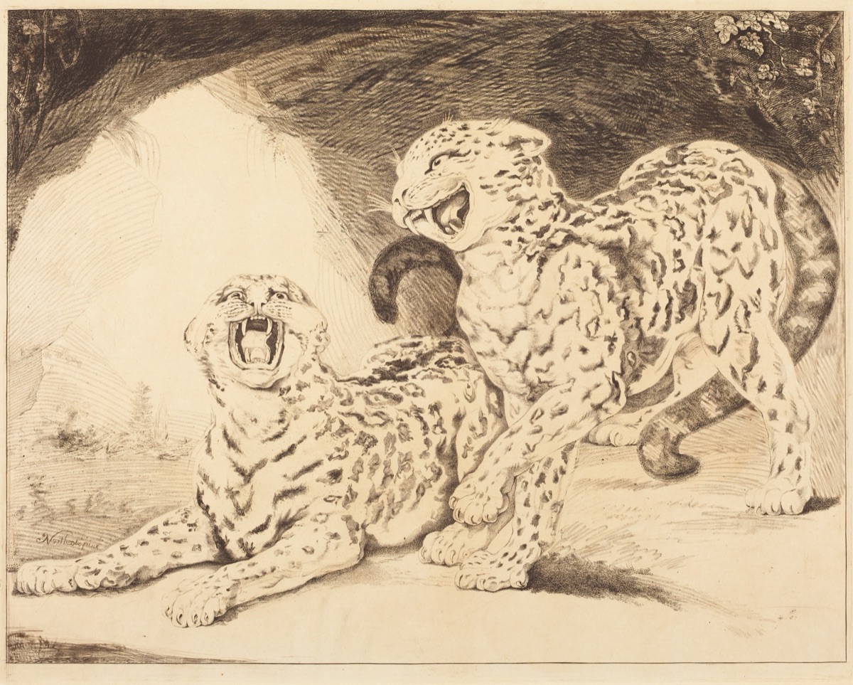 Leopards — Samuel William Reynolds I after James Northcote