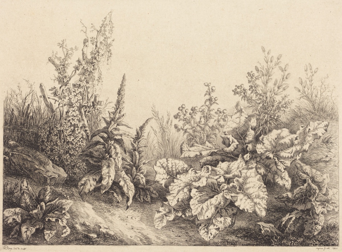 Study of a Burdock — Eugène Bléry