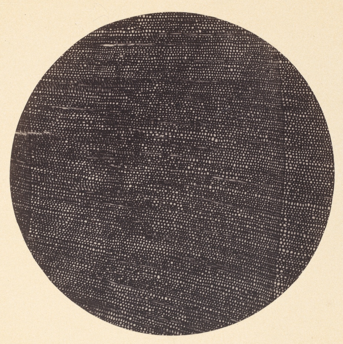 Microphotograph of Traverse Section of Wood (Salisburia) — Dr. Arthur Durham