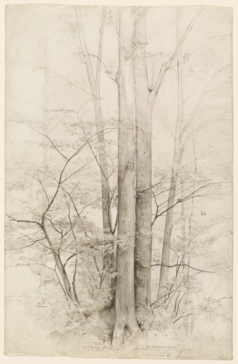 A Stand of Trees — Heinrich Dreber