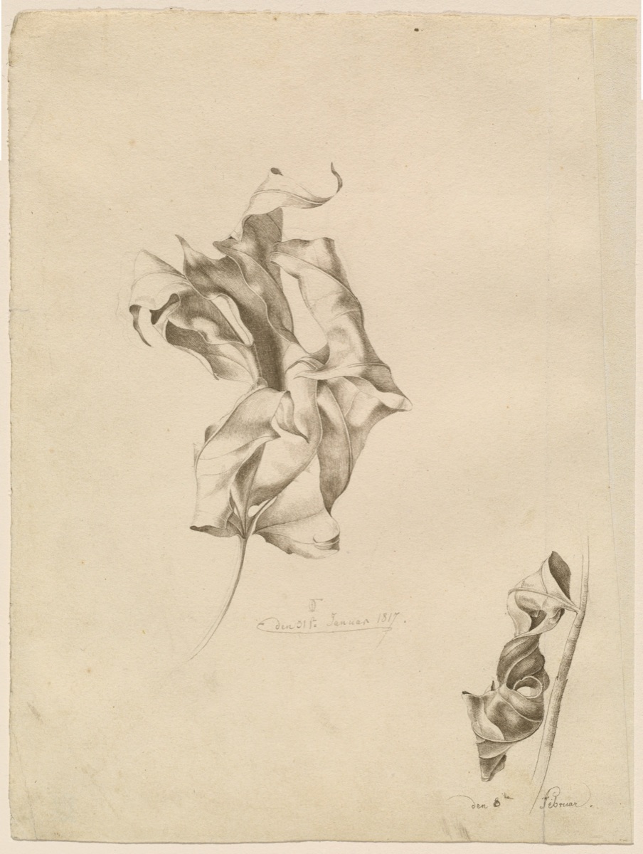 Shriveled Leaves — Friedrich Olivier