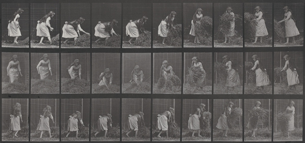 Plate Number 458. Lifting handfuls of hay, turning and throwing it down — Eadweard Muybridge