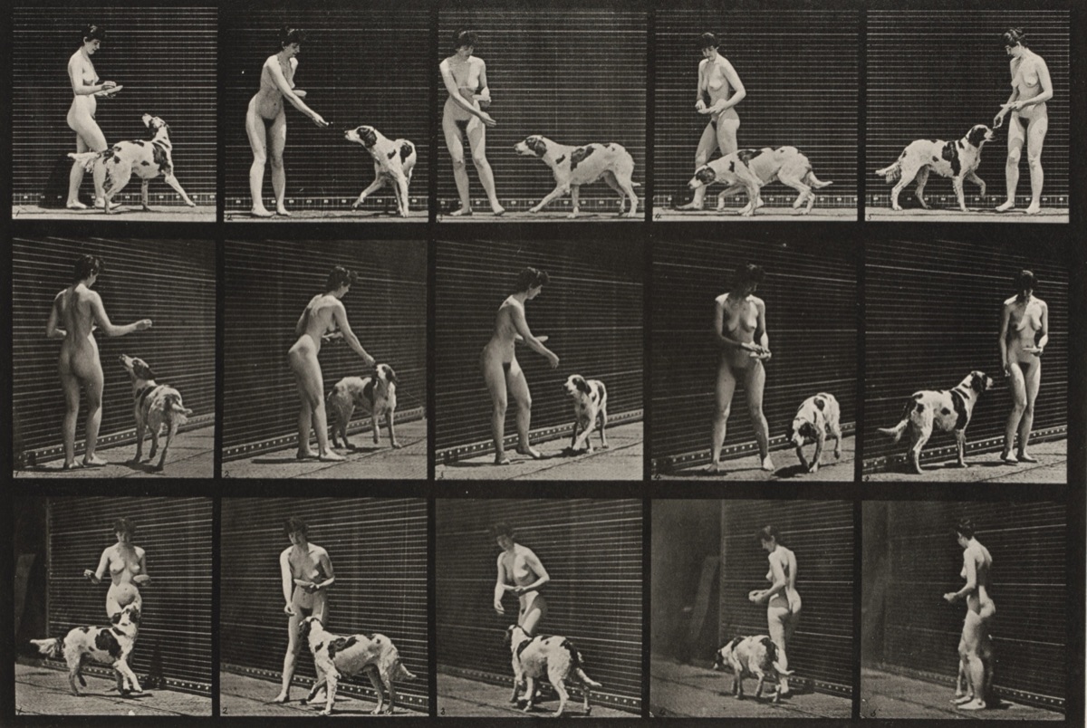 Plate Number 514. Feeding a dog — Eadweard Muybridge