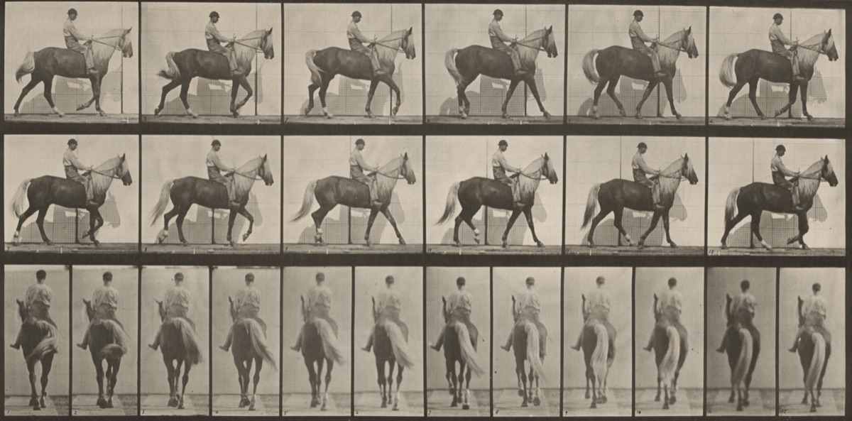 Plate Number 653. "Buckskin" walking, lame right front foot — Eadweard Muybridge