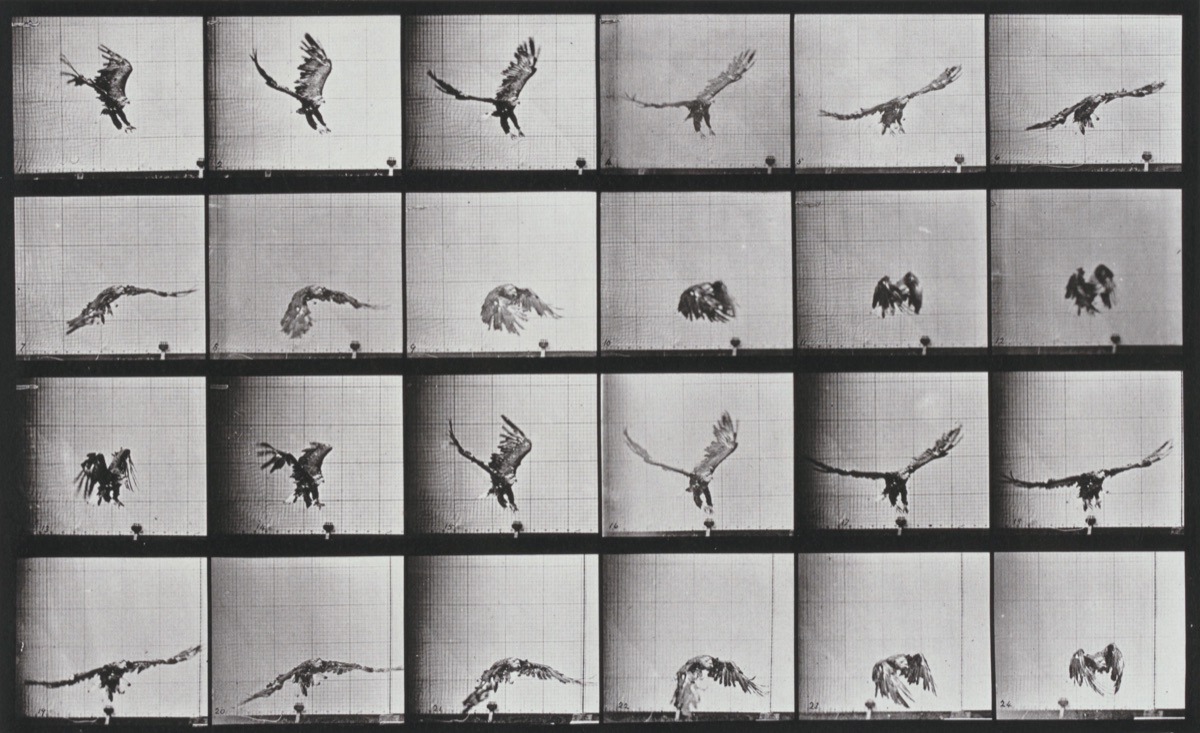 Plate Number 771. American eagle flying near the ground — Eadweard Muybridge