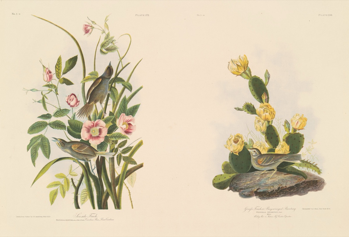 Seaside Finch; and Grafs Finch or Bay-Winged Bunting — Julius Bien after John James Audubon