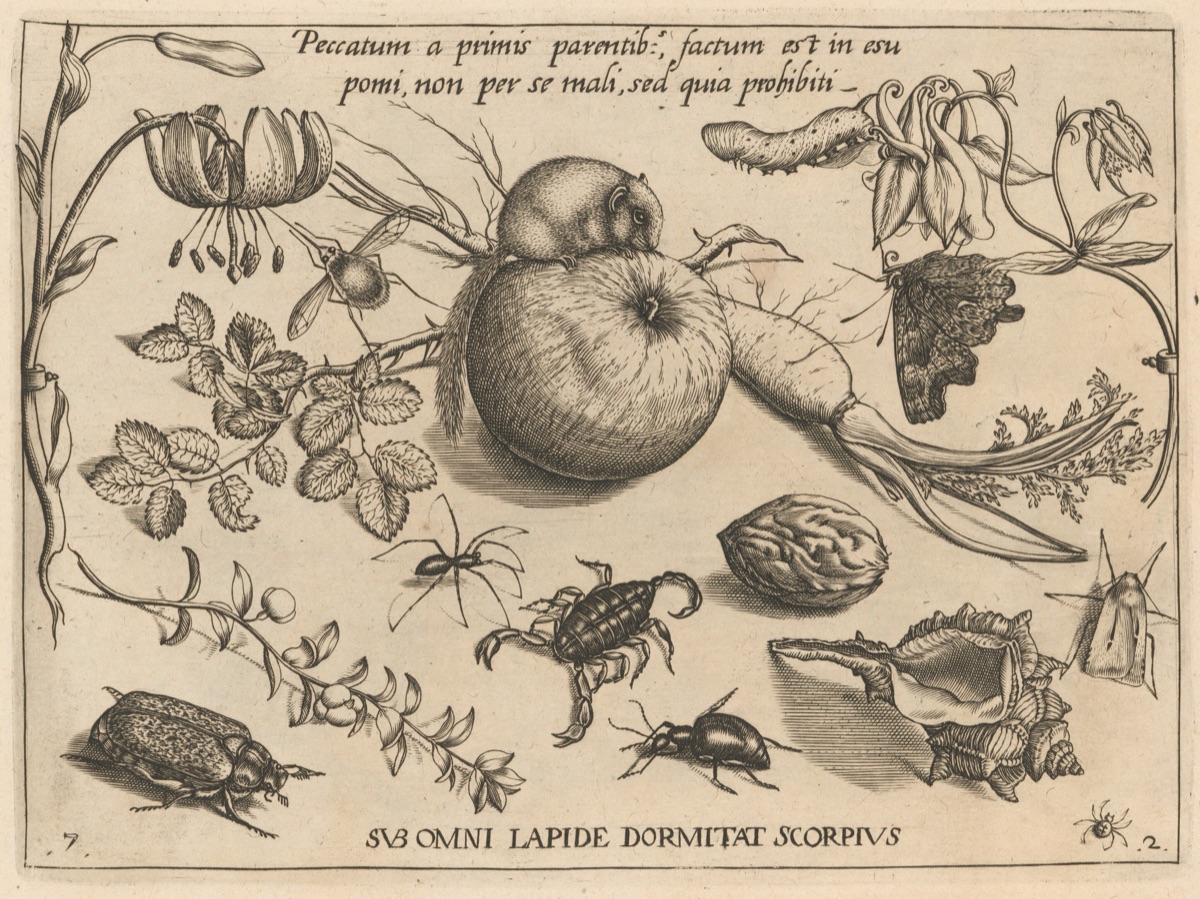 Archetypa studiaque patris Georgii Hoefnagelii [Part 2, Plate 7] — Jacob Hoefnagel after Joris Hoefnagel