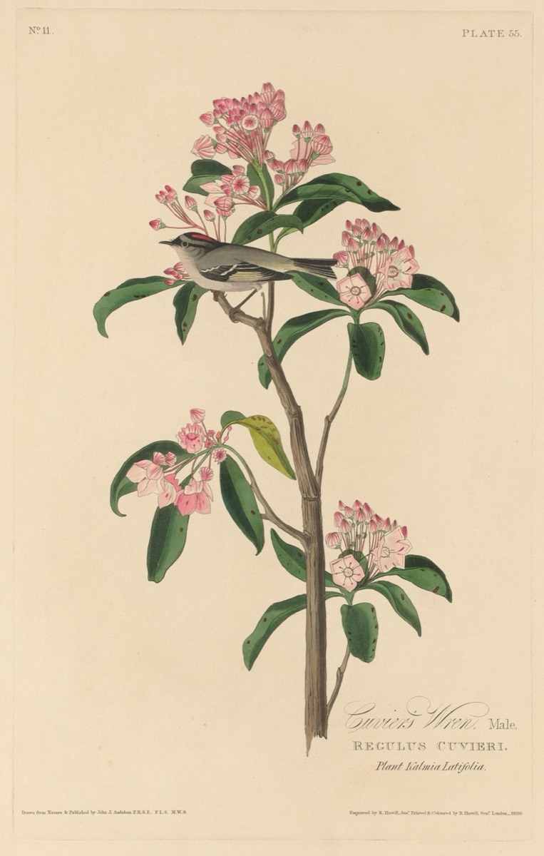 Cuvier's Wren — Robert Havell after John James Audubon
