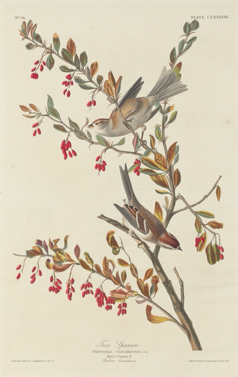 Tree Sparrow — Robert Havell after John James Audubon