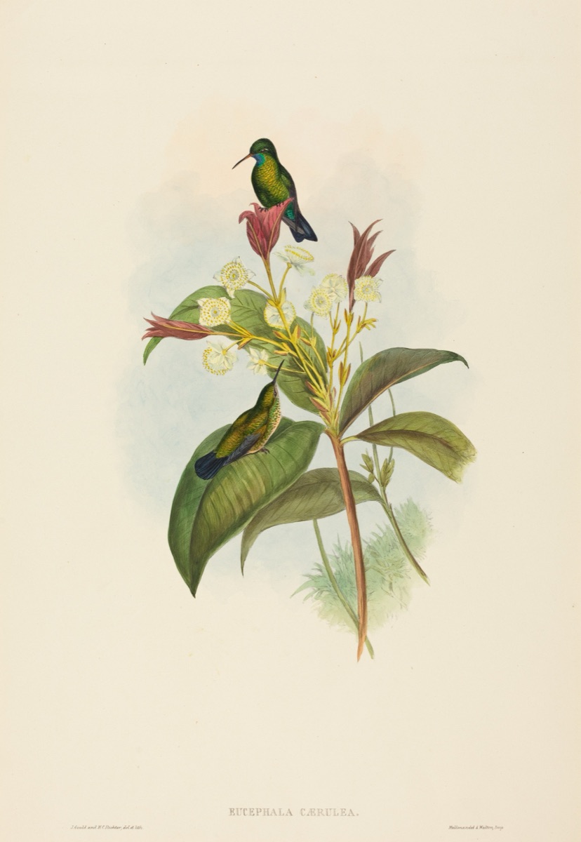 Eucephala caerulea (Blue-chinned Sapphire) — John Gould and H.C. Richter