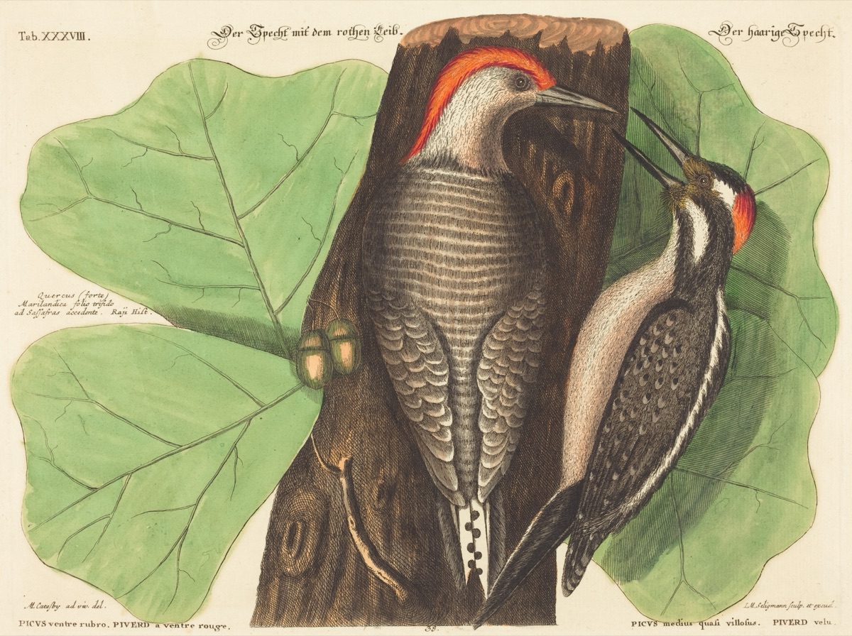 The Red Bellied Woodpecker (Picus Carolinus) — Johann Michael Seligmann after Mark Catesby