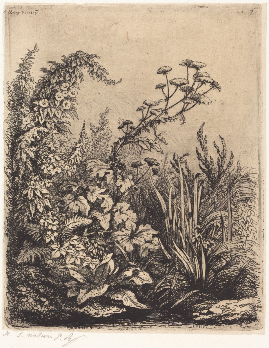La petite berle aux liserons (Small Water-parsnip with Bindweed) — Eugène Bléry