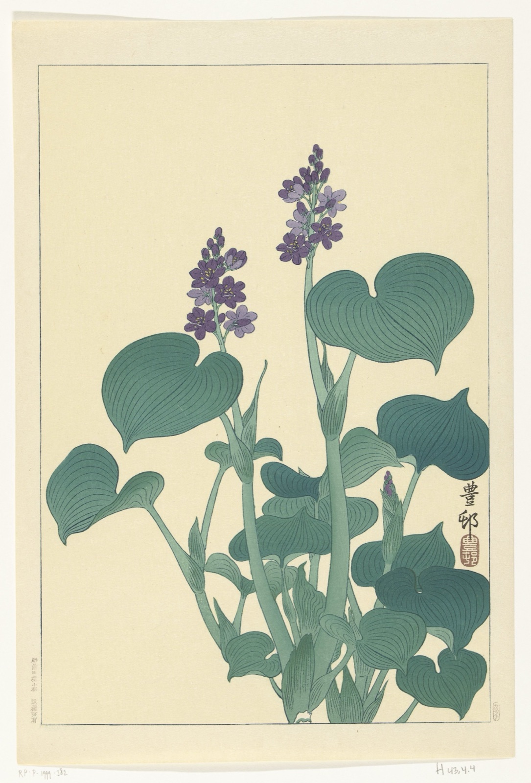 Bloeiende hosta — Ohara Koson (printmaker); Kawaguchi (publisher)