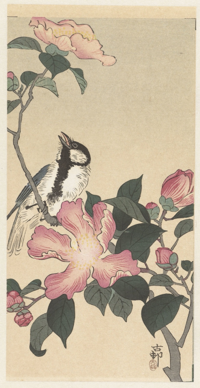Koolmees op tak met roze bloemen — Ohara Koson (printmaker)