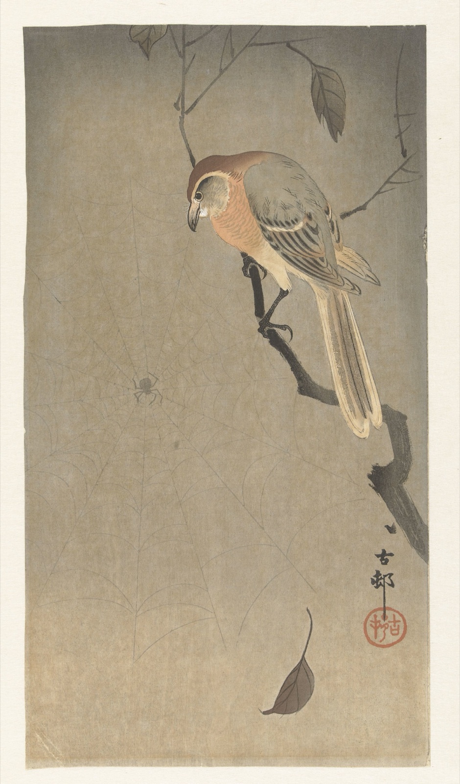 Buffelkopklauwier en spin — Matsuki Heikichi (publisher); Ohara Koson (printmaker)