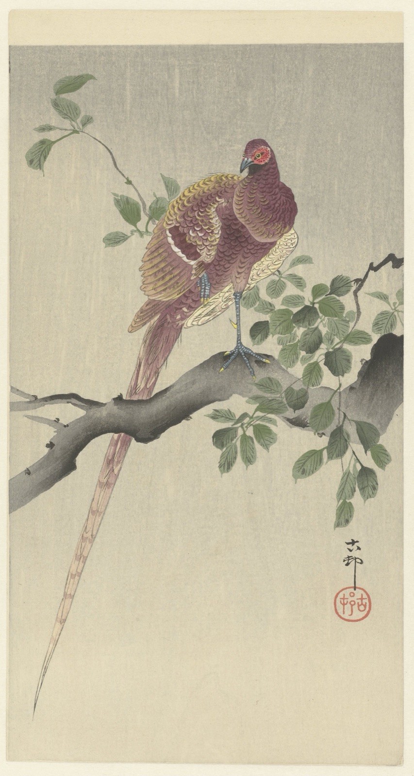Koperfazant — Ohara Koson (printmaker); Matsuki Heikichi (publisher)