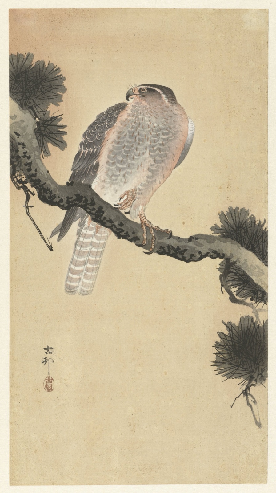 Havik op pijnboomtak — Ohara Koson (printmaker); Matsuki Heikichi (publisher)
