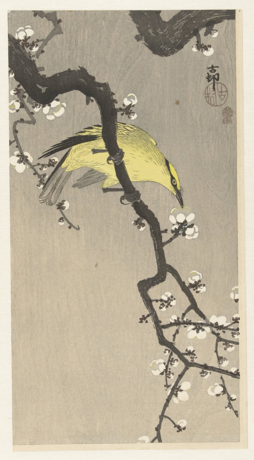 Chinese wielewaal op pruimenbloesemtak — Akiyama Buemon (publisher); Ohara Koson (printmaker)