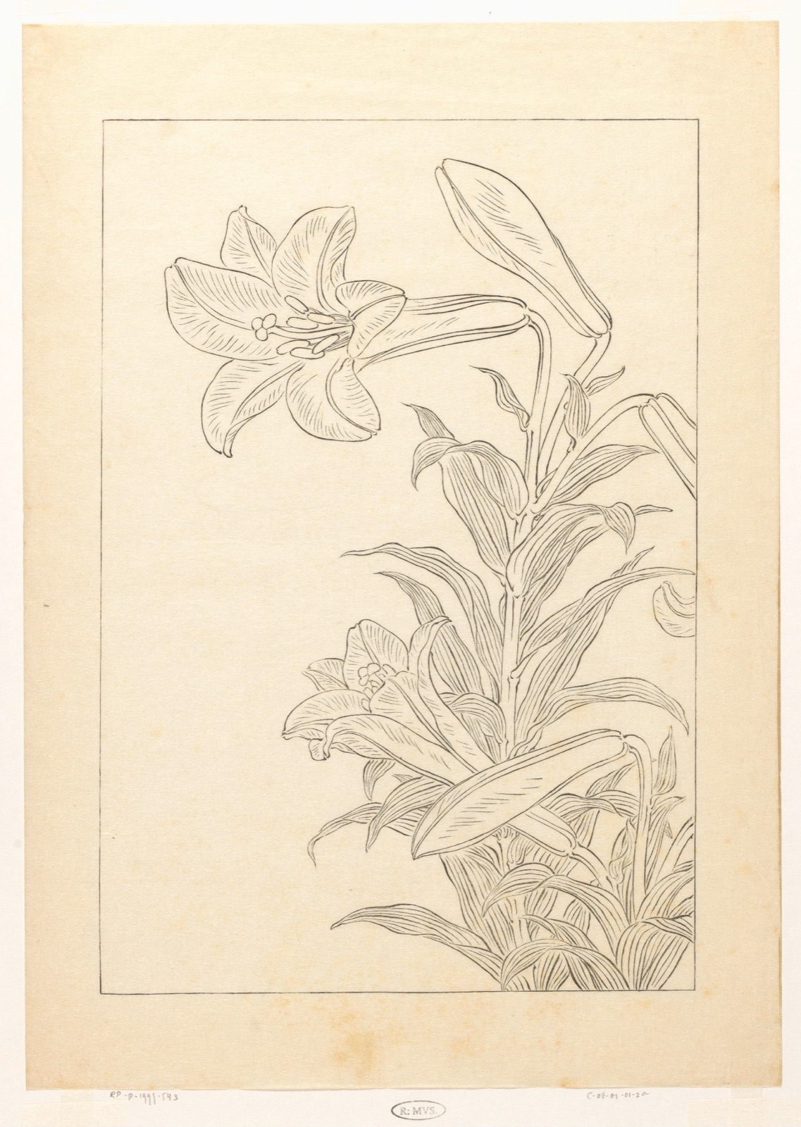 Lelies — Kawaguchi (publisher); Ohara Koson (printmaker)