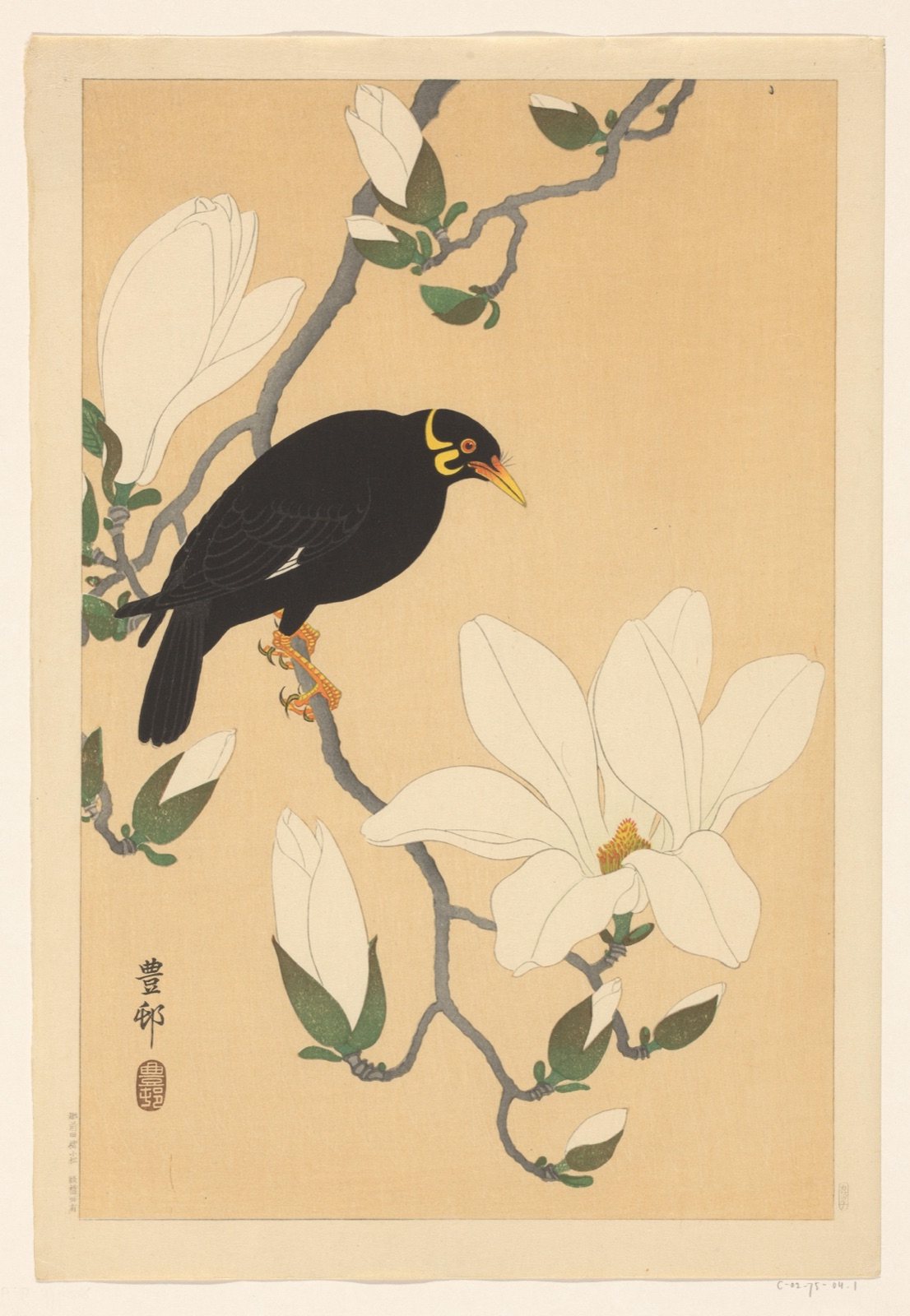 Beo op magnoliatak — Kawaguchi (publisher); Ohara Koson (printmaker)