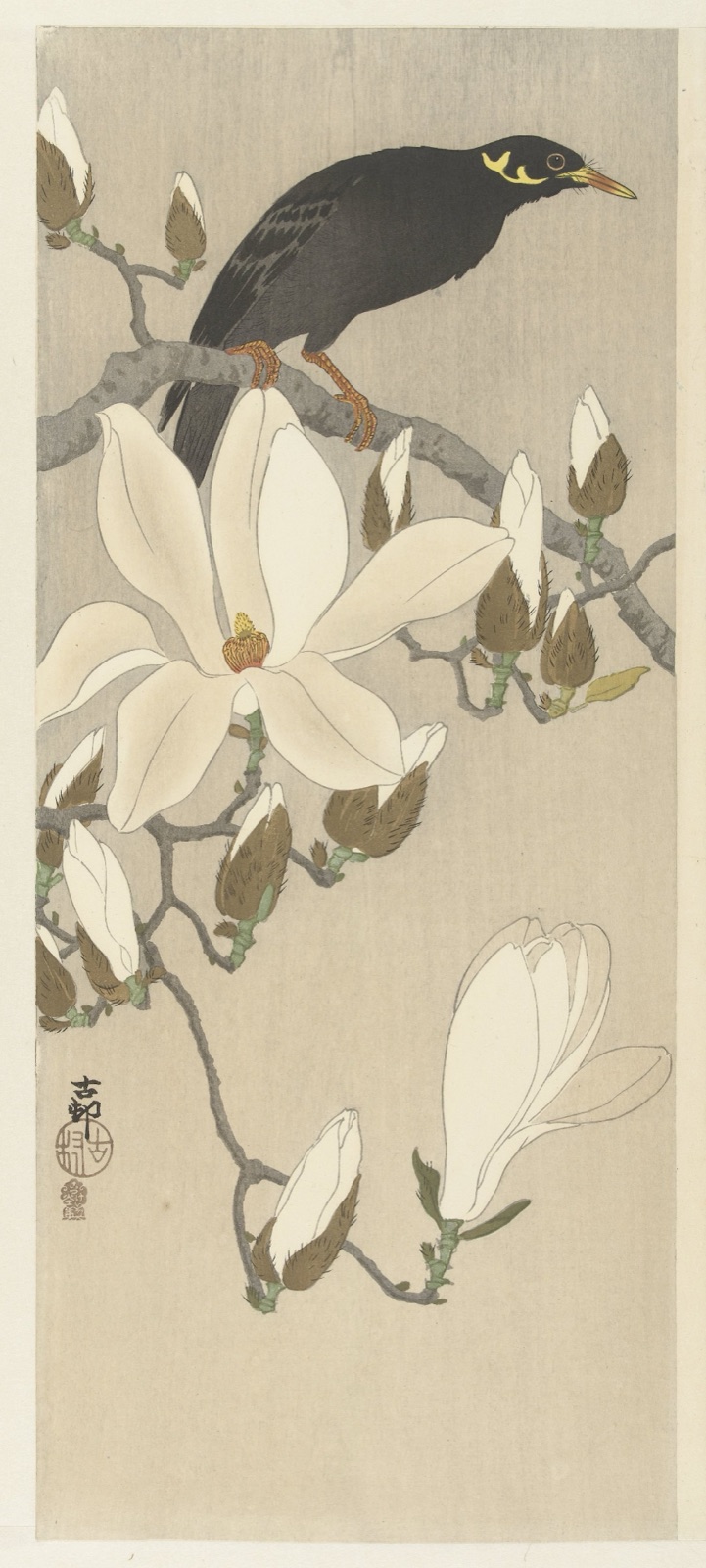 Beo op bloeiende magnoliatak — Akiyama Buemon (publisher); Ohara Koson (printmaker)