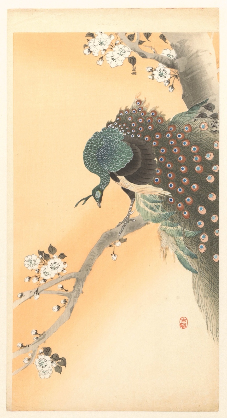 Pauw in kersenboom — Ohara Koson (printmaker); Matsuki Heikichi (publisher)