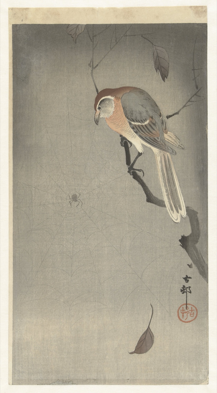 Buffelkopklauwier en spin — Ohara Koson (printmaker); Matsuki Heikichi (publisher)