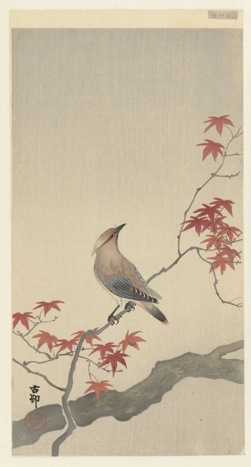 Japanse pestvogel op esdoorn. — Ohara Koson (printmaker)