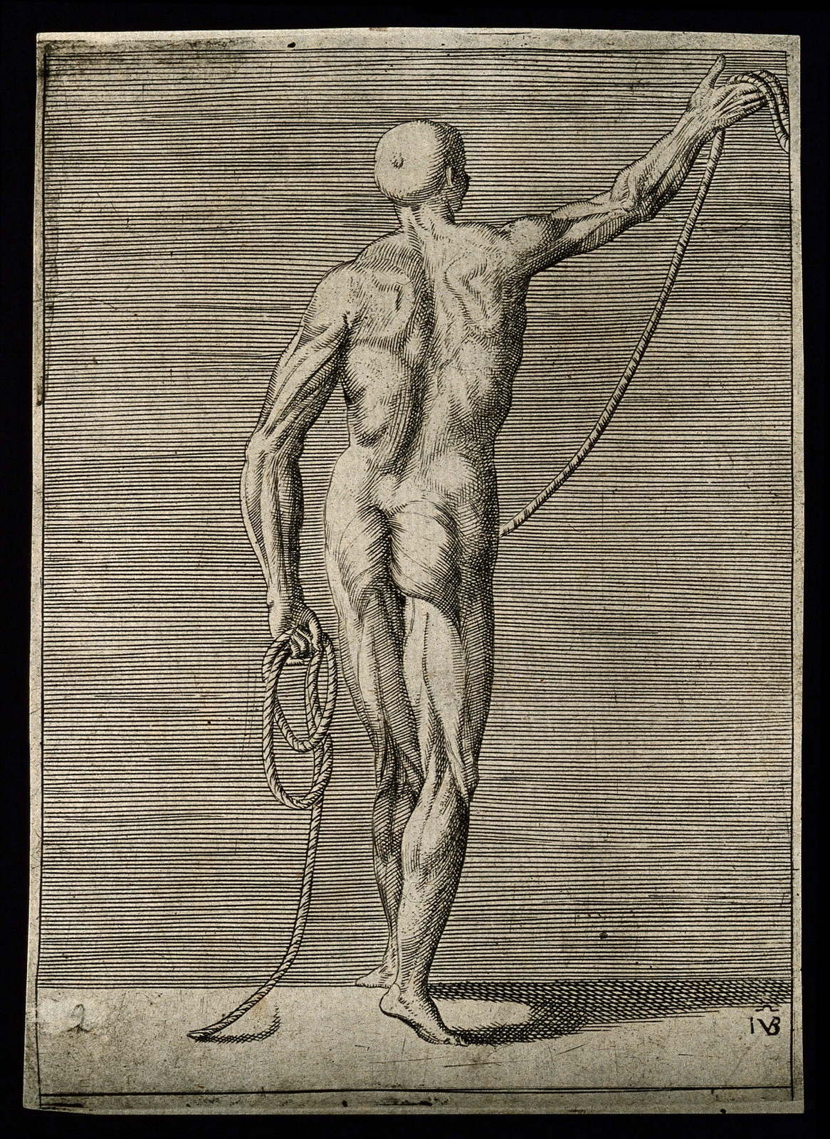 An écorché figure seen from the back, holding a length of rope. Engraving by G. Bonasone, 155-. — Giulio Bonasone