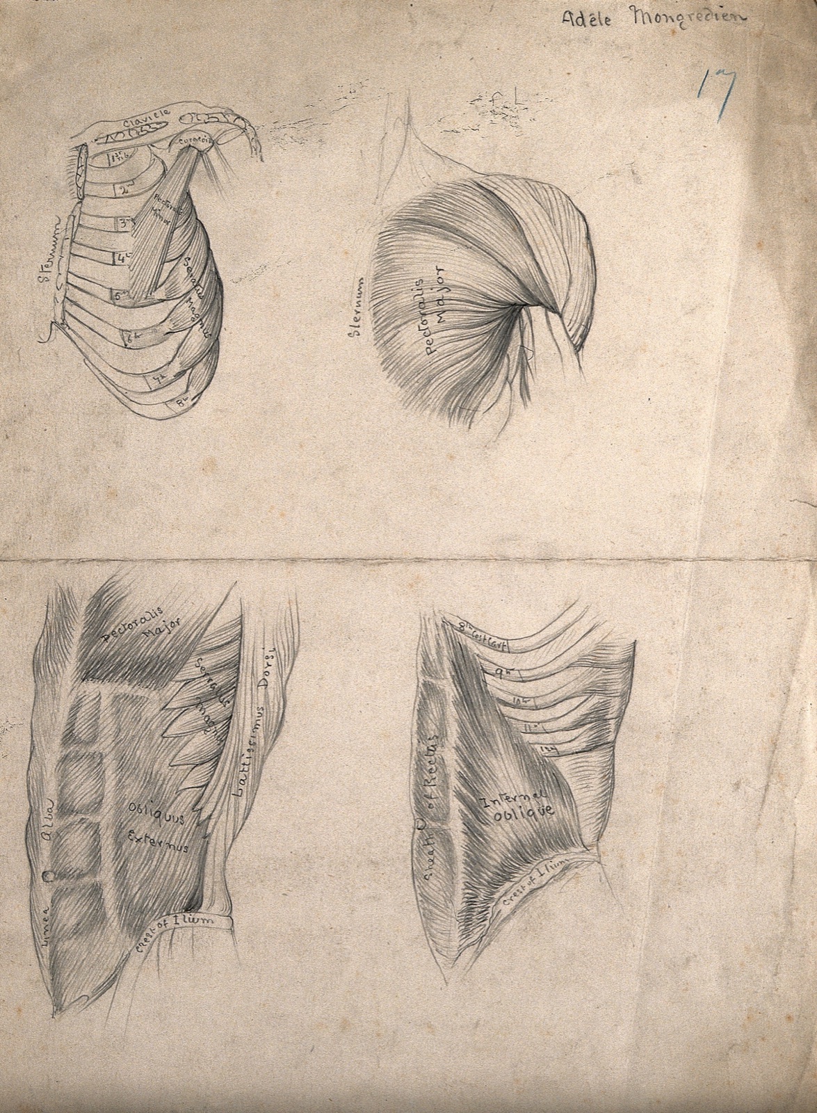 Muscles of the trunk: four figures, including the ribcage and shoulder. Pencil drawing by A. Mongrédien, ca. 1880. — Mongrédien, Adêle.
