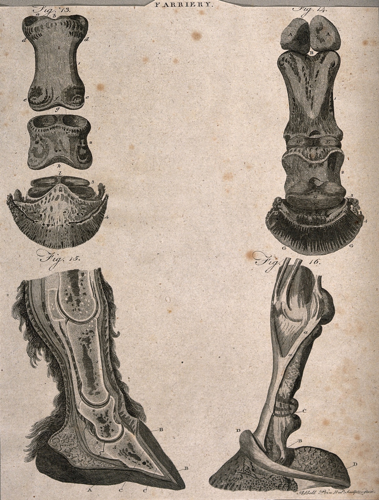 Horses' hooves: four dissections showing the anatomy of the ankle and foot of a horse. Line engraving with etching by A. Bell, 1770/1800?. — Andrew Bell