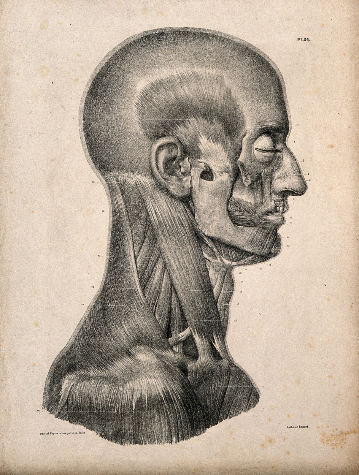 Muscles of the head and neck: an écorché seen in profile. Lithograph by N.H Jacob, 1831/1854. — Nicolas-Henri Jacob