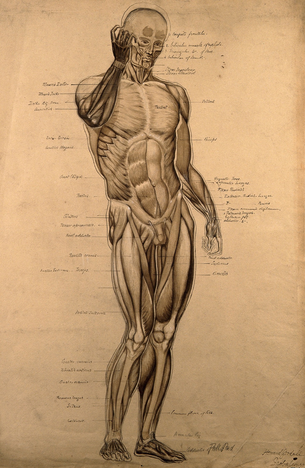 Male écorché, front view, with right hand raised to its face. Pen and ink drawing with wash and bodycolour, by H. Goodall, 1860/1870. — Howard Goodall