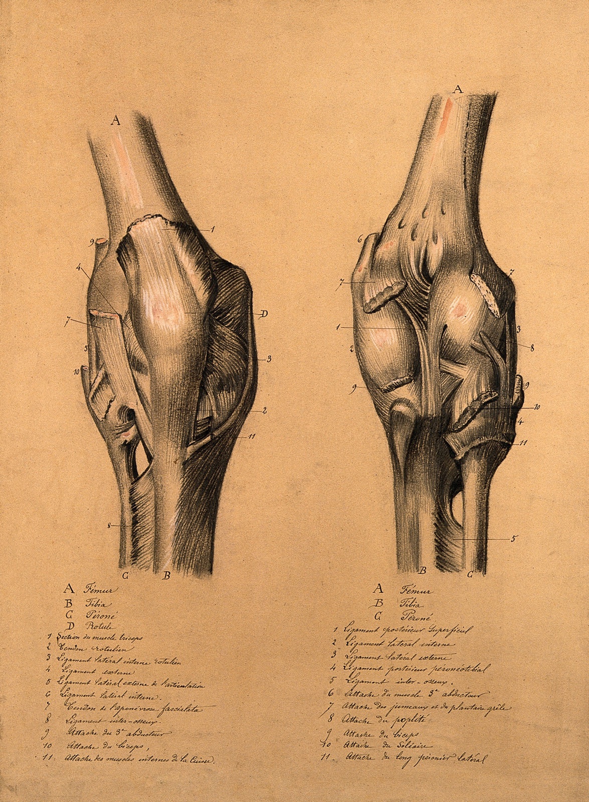 The knee joint: two studies, showing the bones and ligaments of the knee. Pencil and black chalk drawing, with bodycolour, 1840/1880?.
