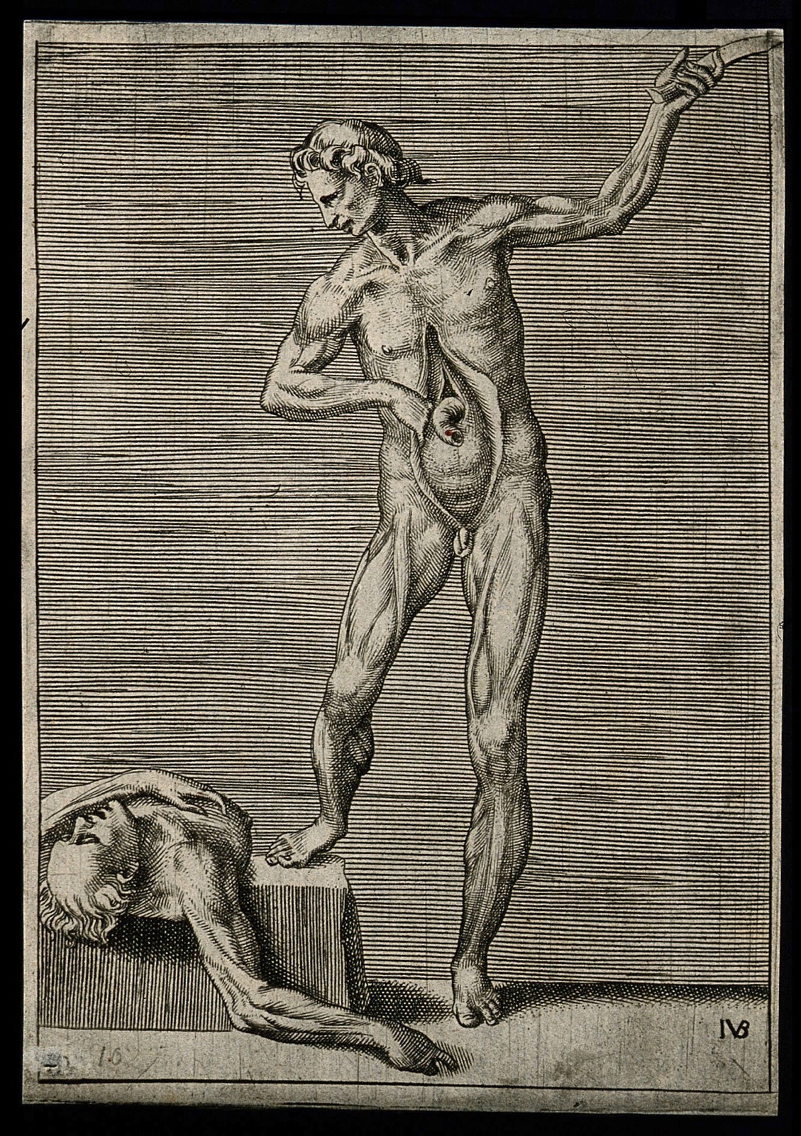 A male écorché holding a knife in his left hand, exposing his bowel with his right hand, and resting his right foot on a slab on which a cadaver lies supine. Engraving by G. Bonasone, 155-. — Giulio Bonasone